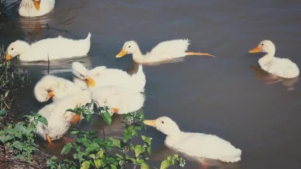 池の水で泳いで白いアヒルの群れ 夏の日の昼間に屋外 自然の調和 ビンテージ フィルム フィルター効果 映画のスタイル — ストック動画