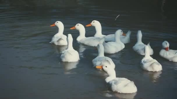 Herd White Ducks Swimming Pond Water Outdoor Daytime Summer Day — Stock Video