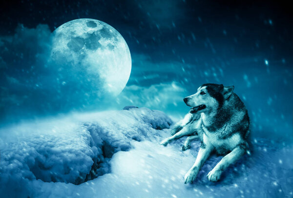 Photo Manipulation. Landscape at snowfall with super moon. Majestic night with full moon on sky in winter. Siberian Husky sitting in the snow. Serenity nature background. The moon taken with my camera.