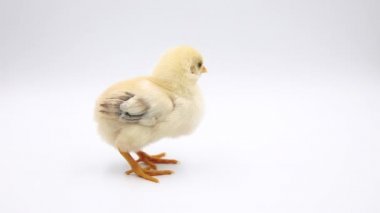 Stüdyoda tek başına duran bebek kız video. Beyaz arka plan üzerinde izole.