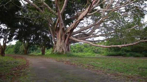 Schwenk Aufnahme Großer Bäume Mit Ästen Und Blättern Nationalpark Sommertagen — Stockvideo