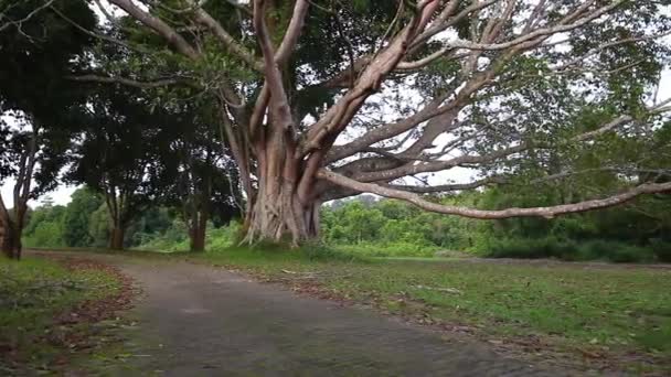 Plan panoramique de grands arbres avec des branches et des feuilles dans le parc national. Extérieur le jour le jour d'été. Harmonie de la nature. Beau fond de sérénité .