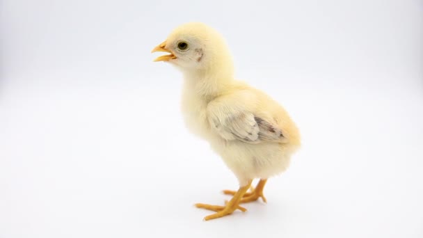 Video Adorable Baby Chick Standing Alone Studio Isolated White Background — Stock Video