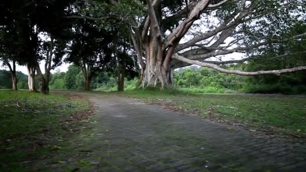 Miringkan Atas Pohon Besar Dengan Cabang Dan Daun Taman Nasional — Stok Video