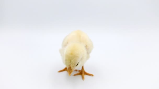 Video Adorable Baby Chick Standing Alone Studio Isolated White Background — Stock Video