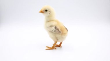 Stüdyoda tek başına duran bebek kız video. Beyaz arka plan üzerinde izole.