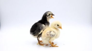 Video çok güzel iki bebek civcivlerin stüdyoda ayakta. Beyaz arka plan üzerinde izole.