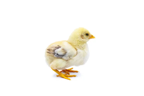 Sidovy Förtjusande Baby Chick Stående Isolerad Vit Bakgrund — Stockfoto