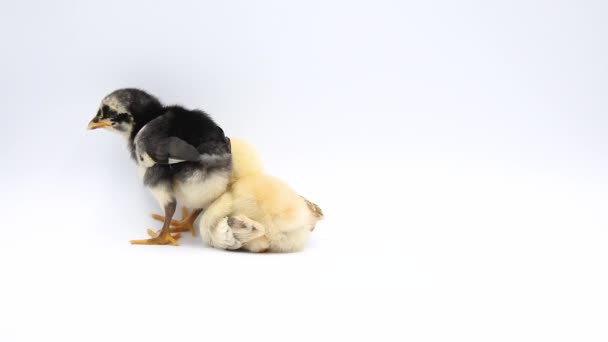 Video Rozkošné Dvě Baby Kuřat Stojící Studiu Izolované Bílém Pozadí — Stock video