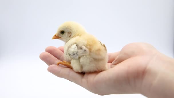 Schattig Baby Geel Chick Palm Van Hand Van Een Vrouw — Stockvideo