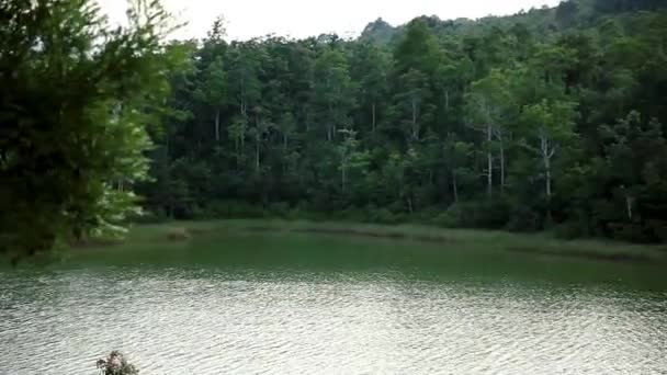 Panorering Skott Gröna Skogen Nationalparken Med Floden Lugn Utomhus Dagtid — Stockvideo