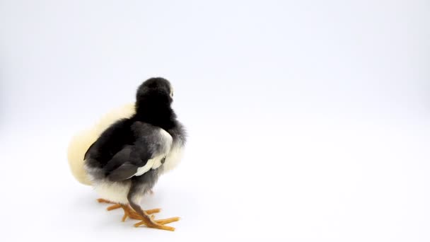 Vidéo Deux Adorables Poussins Debout Studio Isolé Sur Fond Blanc — Video