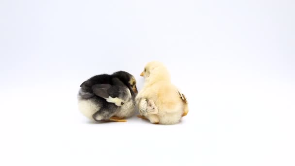 Bakifrån Video Bedårande Två Baby Kycklingar Sitter Studion Isolerad Vit — Stockvideo