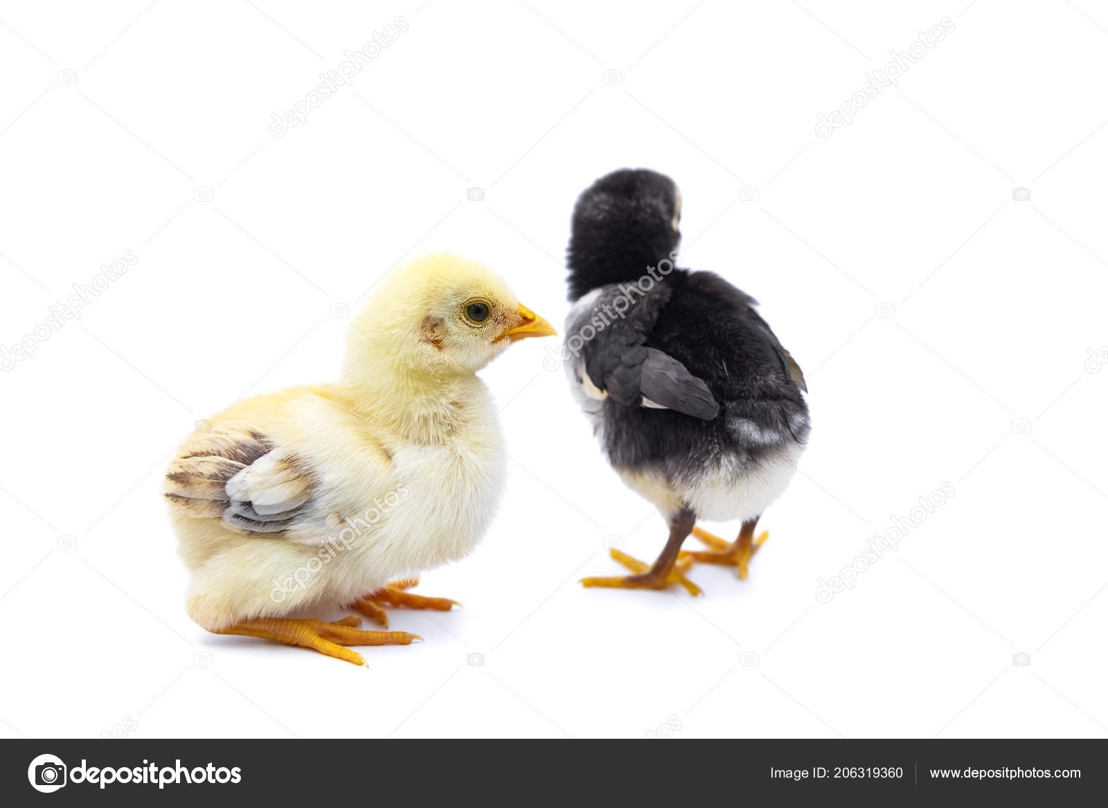 Große schwarze Küken