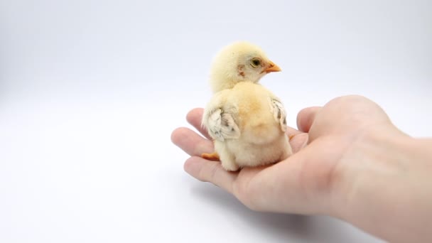 Human Palm Holding Newborn Baby Yellow Chick Put Floor Studio — Stock Video