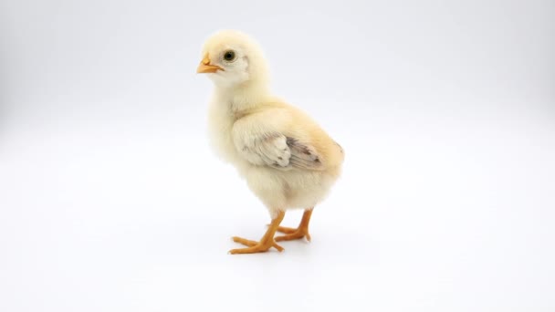 Video Adorable Baby Chick Standing Alone Studio Isolated White Background — Stock Video