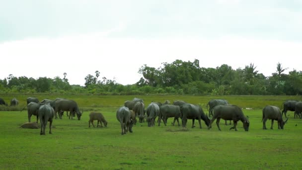 Kudde Buffels Wandelen Begrazing Weelderige Groene Weide Terwijl Regen Besprenkeld — Stockvideo