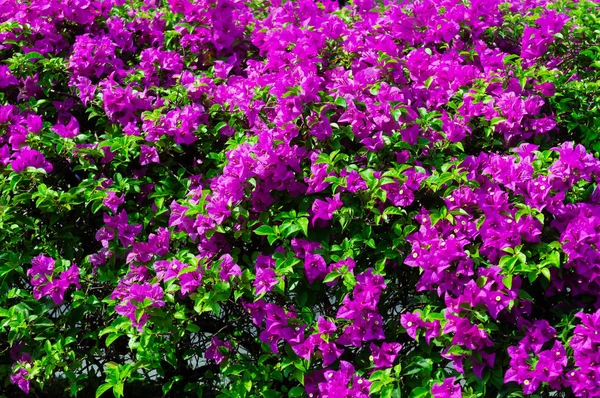 Colorful Bougainvillea Flowers Pink Color Blooming Green Leaves Garden Beautiful — Stock Photo, Image