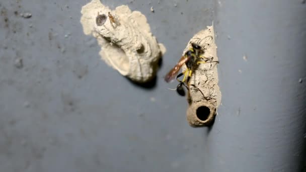 Ceriana guêpe ou hoverfly Wasp-mimic construisant son nid .