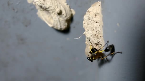 Ceriana Guêpe Hoverfly Wasp Mimic Construisant Son Nid — Video