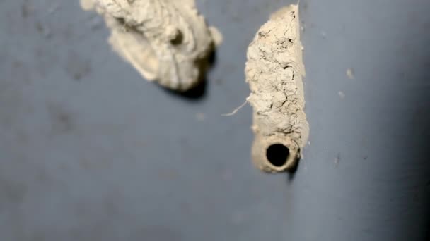 Ceriana Vespa Wasp Mimic Hoverfly Costruendo Suo Nido — Video Stock