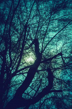 Ağaçlar gökyüzü ve huzur doğa arka plan üzerinde parlak ay karşı silüeti. Açık havada geceleyin, dalları ile yapıyorum. Yeşil ve turuncu filtre.