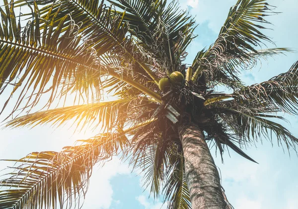 从下面查看 美丽的蓝天和太阳的光芒照耀在椰子棕榈的后面 白天在户外 夏天阳光明媚 蓝绿色和橙色过滤器 — 图库照片