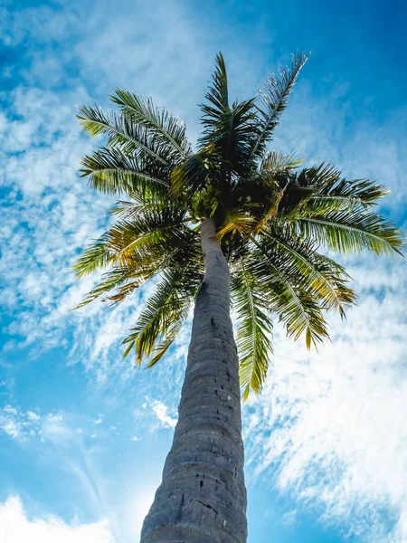Vista ad angolo basso dell'albero di cocco alto e della luce solare brillante durante il giorno . — Foto Stock
