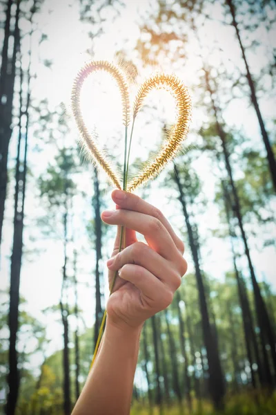 Human hand holding heart-shape grass flower. Love concept for Valentine's Day. — Stock Photo, Image