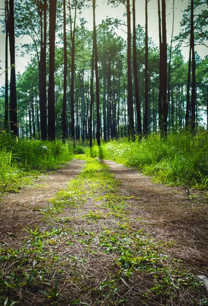 Forest trees with path on the foreground and sunlight shining through the forest trees. Forest summer landscape scene