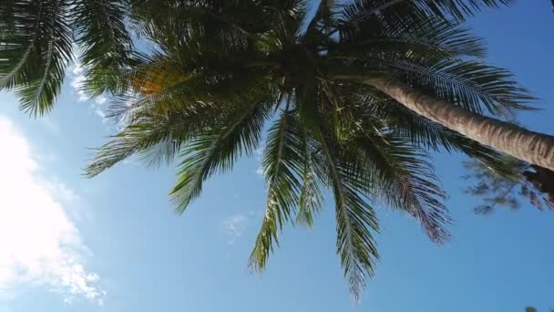 Hög Kokosnöt Träd Och Den Ljusa Solljus Dagtid Den Sunray — Stockvideo