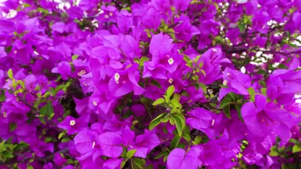 紙の花や別の名前のクローズアップ映像はブーゲンビリアハイブリッドです 昼間に咲く ウード — ストック動画