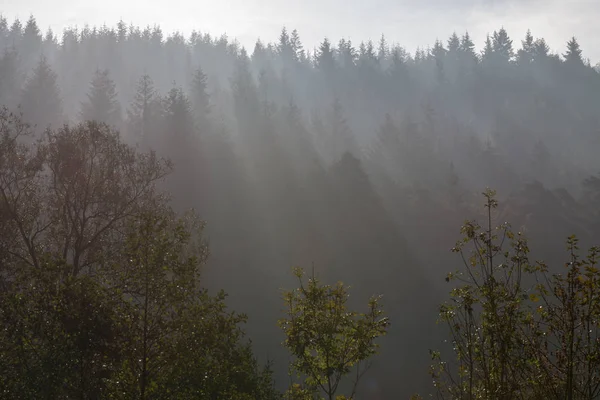 Bosque Luz Fondo Con Niebla Imagen De Stock