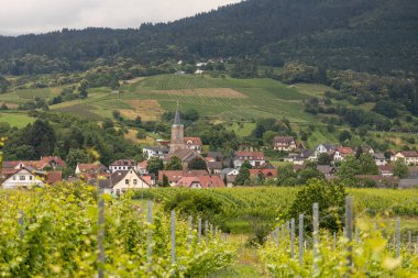 Üzüm bağından Buehler Vadisi 'ne manzara