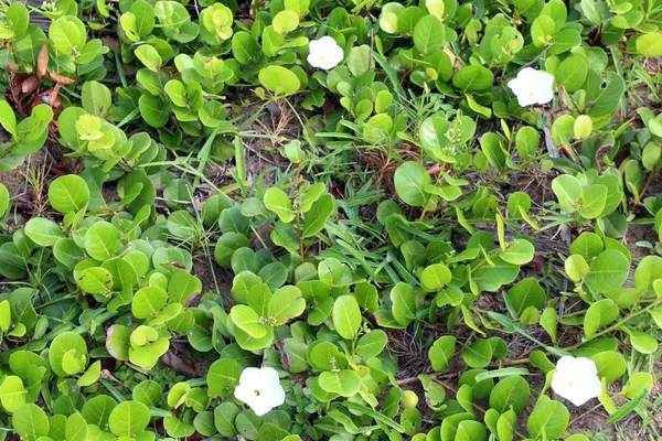 Witte Bloem Groene Vegetatie — Stockfoto