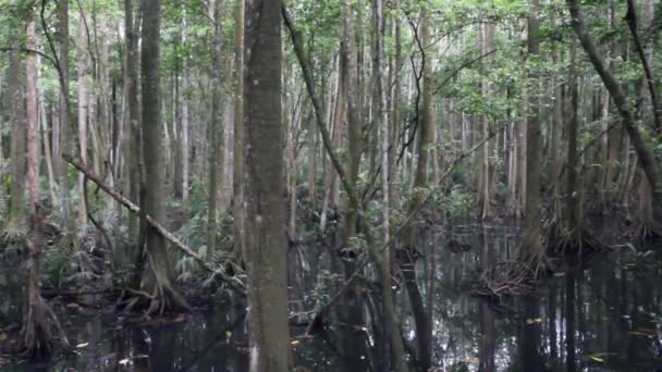 Felvétel Tekercs Mutatja Mangrove Mocsár Fák Tükrözik Víz Alkalmas Kereskedelmi — Stock videók