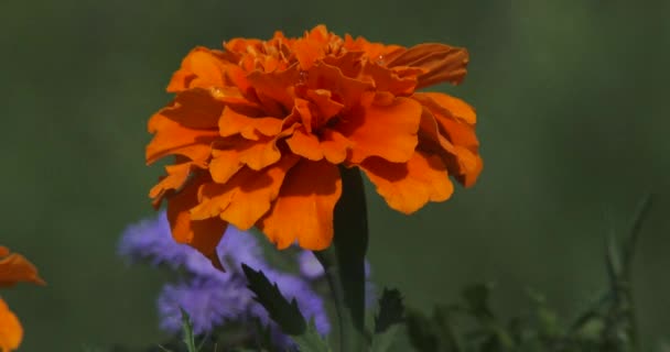 Flor Calêndula Fechar Primavera Verão Vídeo De Stock