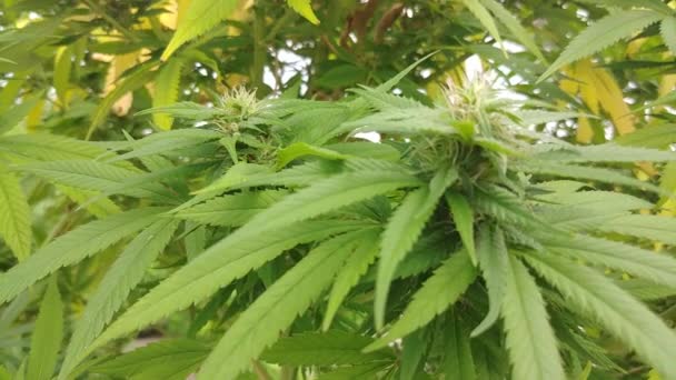 Plantas Cânhamo Dentro Estufa Planta Erva Daninha Maconha Cannabis — Vídeo de Stock