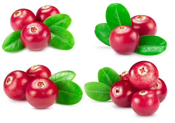 Cranberries collection isolated — Stock Image Cranberries collection isolated Stock Photo
