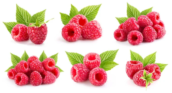 Himbeeren Blattsammlung — Stockfoto