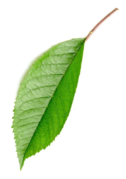그린 체리 잎 절연 — 스톡 사진