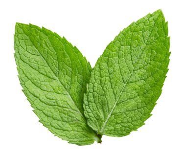 izole nane yaprakları