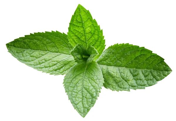 Daun mint terisolasi — Stok Foto