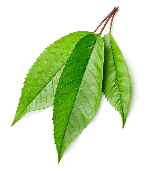 Cherry zelené listy izolované — Stock fotografie