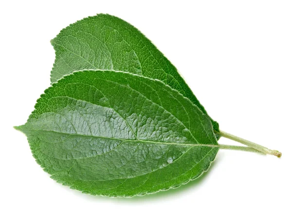 Hoja de manzana verde aislada — Foto de Stock