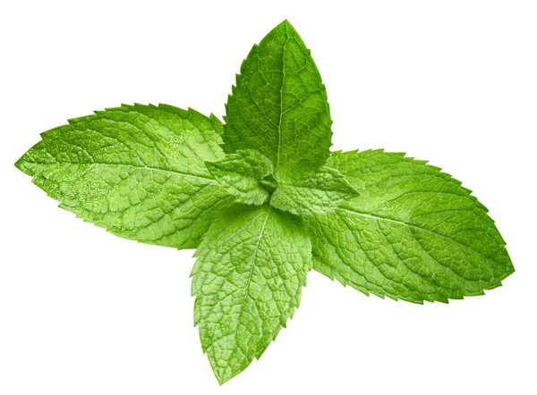 Mint leaves isolated — Stock Photo, Image