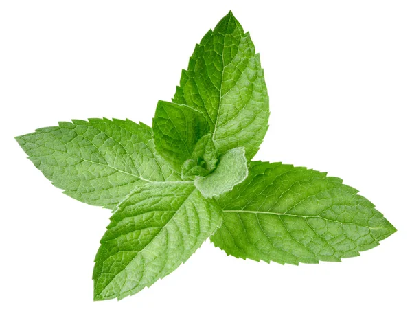 Mint leaves isolated — Stock Photo, Image