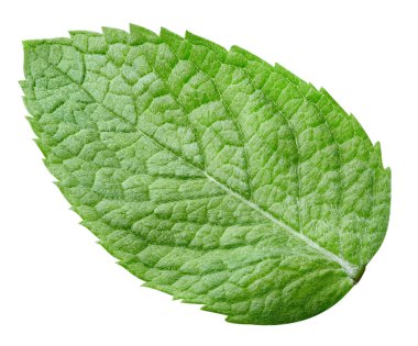 Beyaz kırpma yolu üzerinde izole nane yaprakları