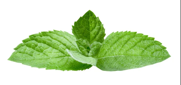 Mint leaves isolated — Stock Photo, Image