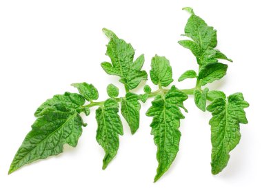 Domates izole bırakır